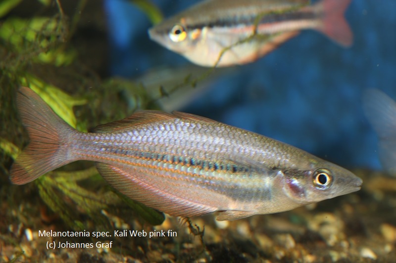 Melanotaenia spec. Kali Web (pink fin)